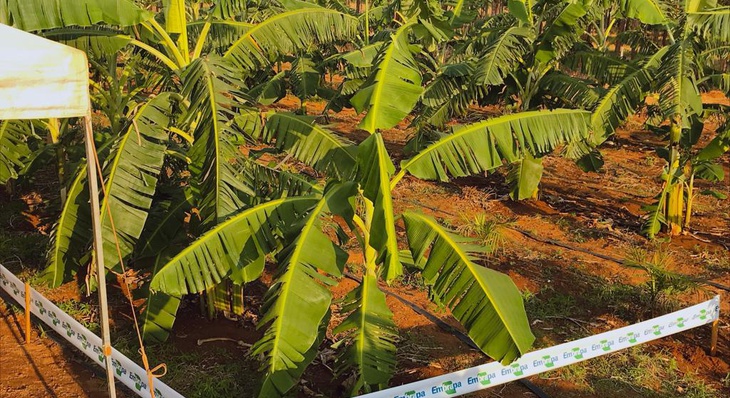 O plantio consorciado de açaí e banana é uma grande oportunidade para os pequenos produtores, segundo explica o secretário executivo da Seder, Newton Soares