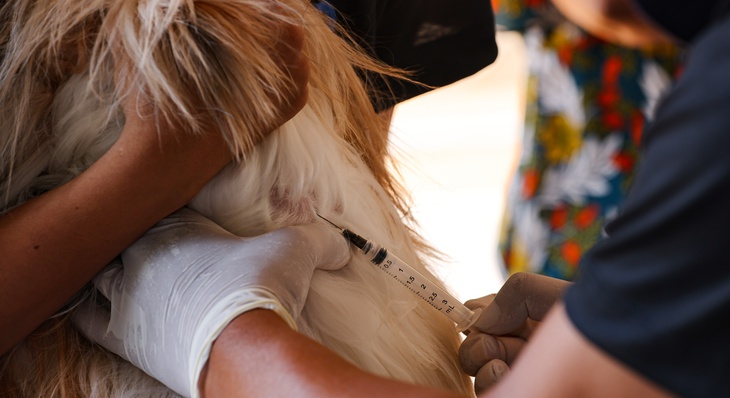 Unidade de Vigilância e Controle de Zoonoses  coletou sangue de cães para exame de leishmaniose