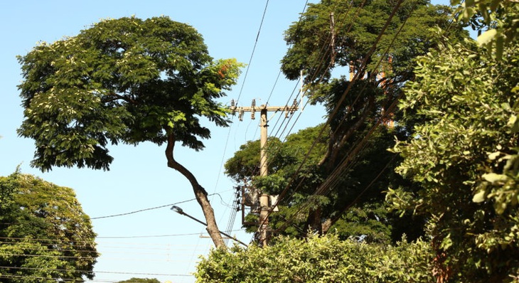 Nos casos em que a copa das árvores chega até a rede elétrica a solicitação deverá ser feita à Energisa
