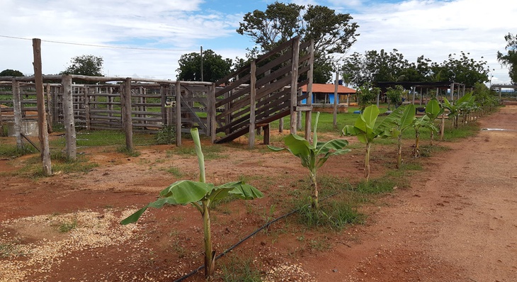 Bananeiras integram corredor verde na área da Fazendinha Calor Humano