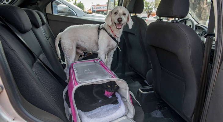 Outra saída para transportar os pets é usar coleira e guia apropriadas para fixar no cinto de segurança
