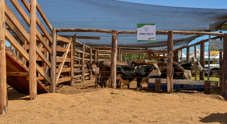 Um dos locais bastante frequentado foi o curral de mini vacas, um alternativa para pequena propriedade