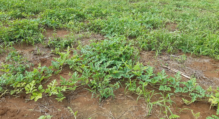 Cultivo de melancia faz parte da área de plantio feito pela Seder