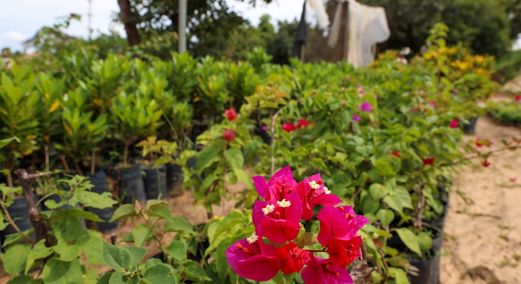 Viveiros de flores produz bougainvillea