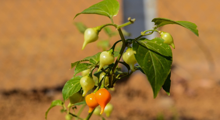 Pimenta de cheiro, assim como coentro, tomate-cereja e pepino, são alguns dos alimentos em produção 