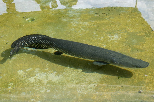 Pirarucu é uma das apostas da piscicultura