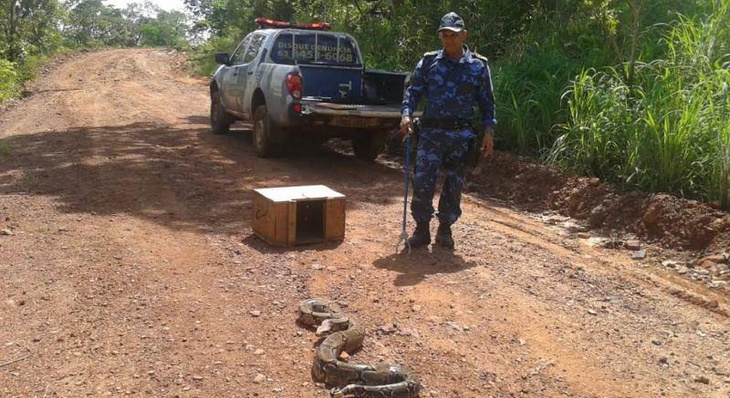 Jibóia capturada pela Guarda Metropolitana Ambiental, na AV. NS-01 próximo à quadra 403 Sul em Palmas.