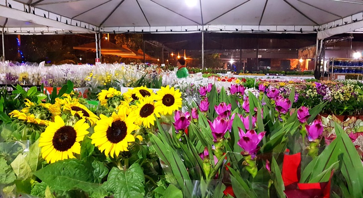 Feira oferece mais de 300 espécies de flores de Holambra, plantas ornamentais e mudas frutíferas
