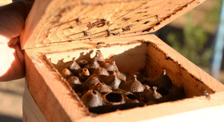 Produção de caixas de abelhas é um dos temas abordados