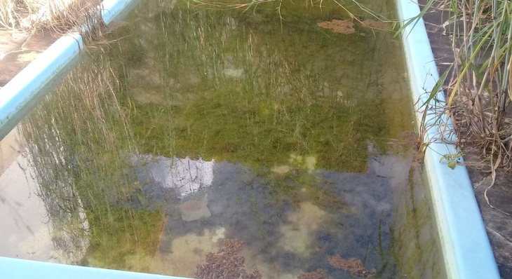 Na residência os agentes de combate a endemias encontraram o quintal muito sujo e uma piscina com água parada