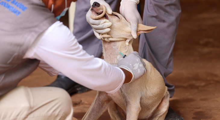 Cães receberão coleira repelente e passarão por exame para detecção do calazar