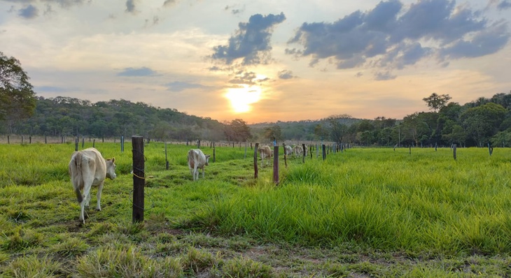 Fazenda Buritizal no distrito de Taquaruçu tem 1/3 do seu pasto irrigado para que possa fazer o pastejo rotativo em época de estiagem
