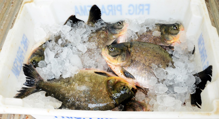 ETI Fidêncio Bogo receberá peixes cultivados pela Seder em unidade experimental