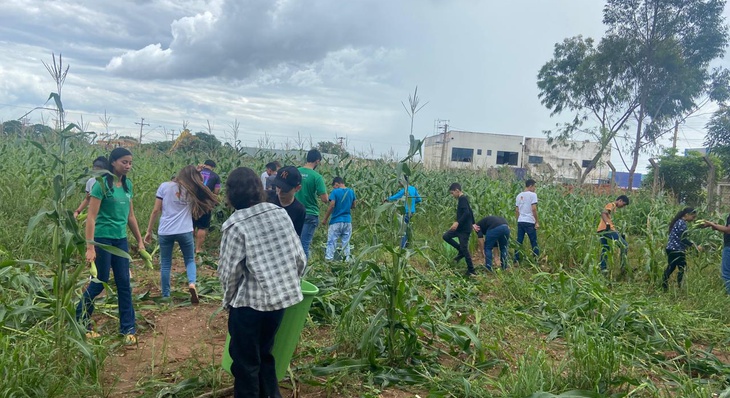 Alunos da Escola Municipal Beatriz Rodrigues durante colheita de milho na unidade