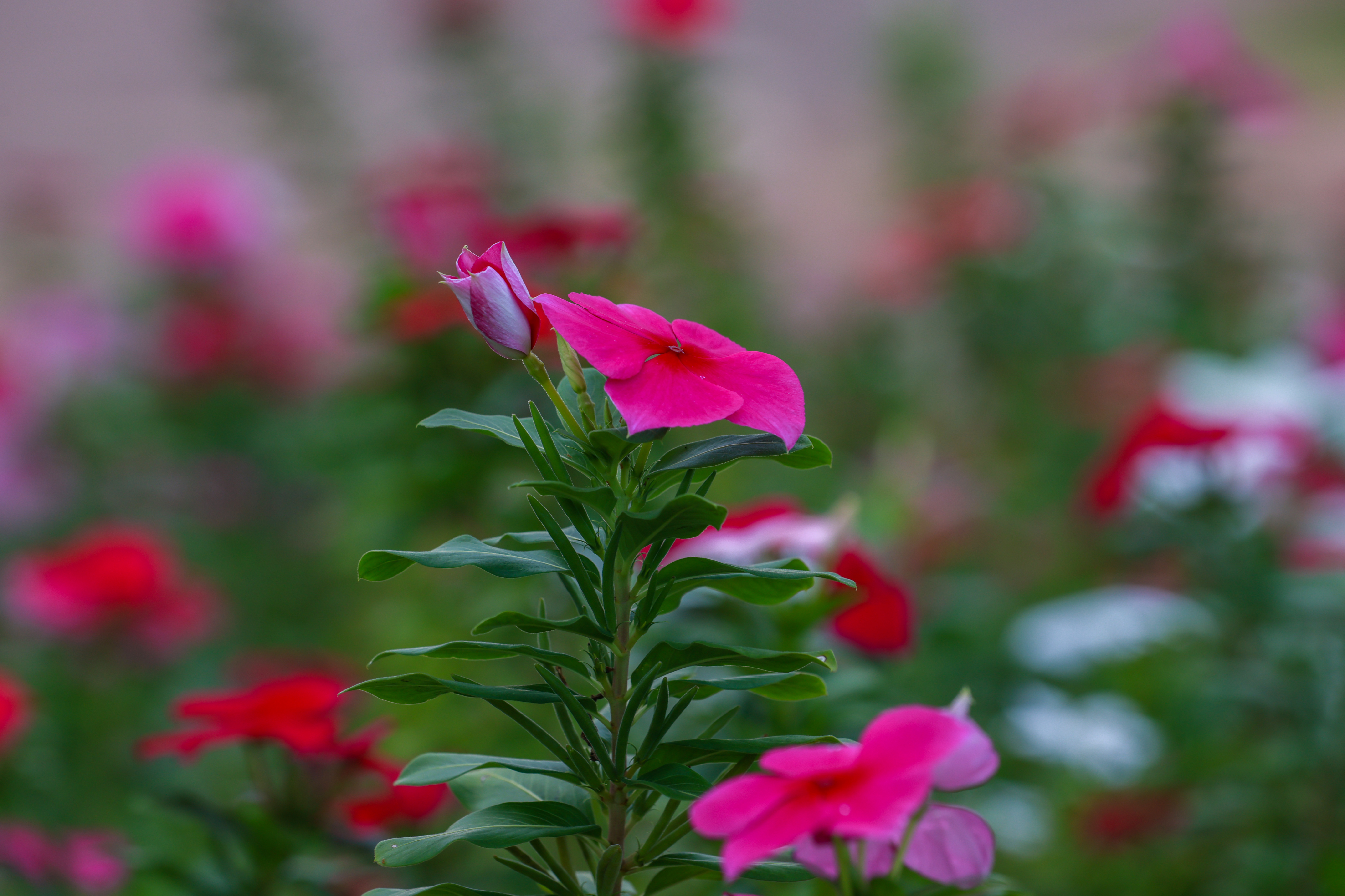 Avenida Palmas Brasil Norte - Lia Mara 050