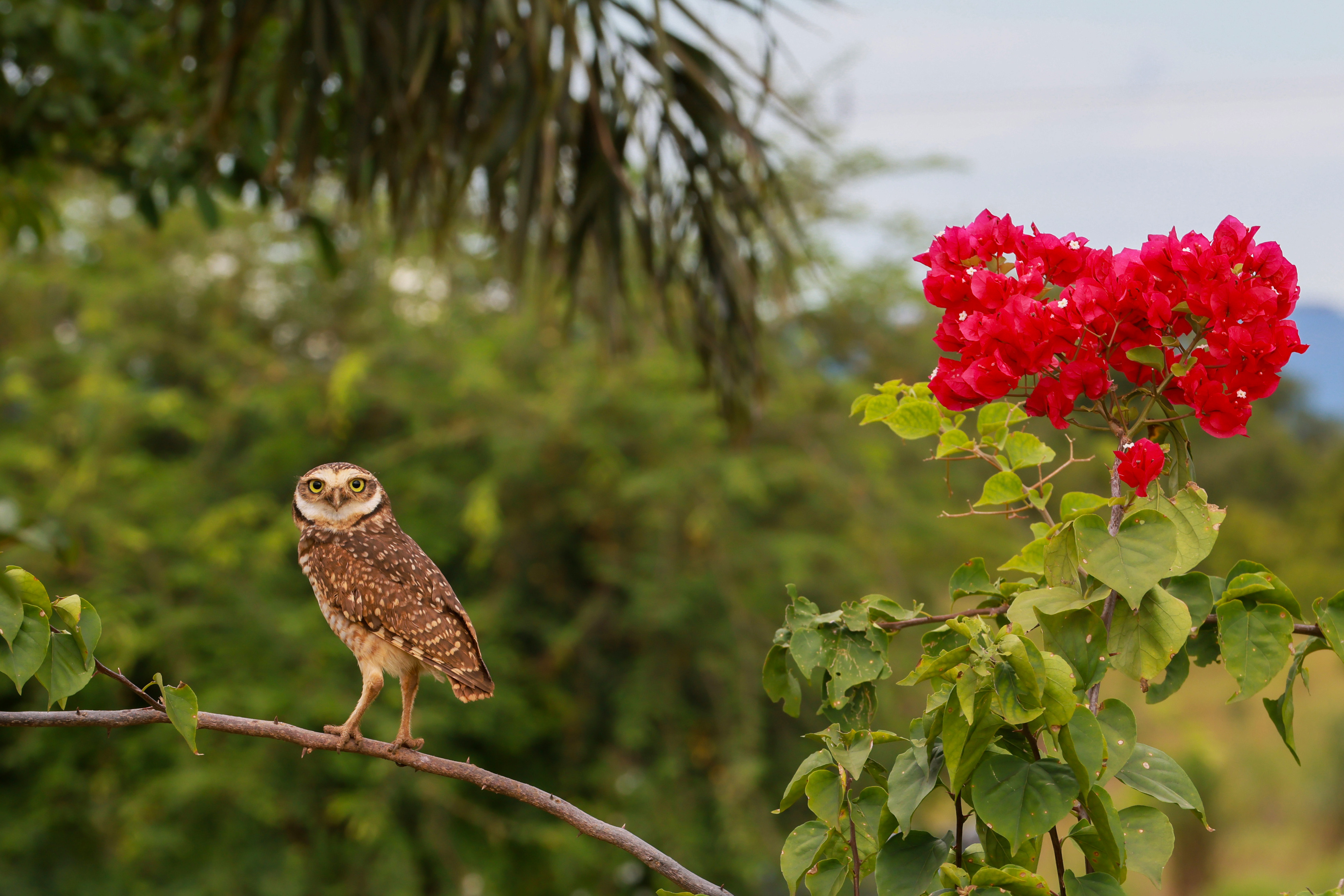 Coruja na entrada do Setor Taquari - Lia Mara 062