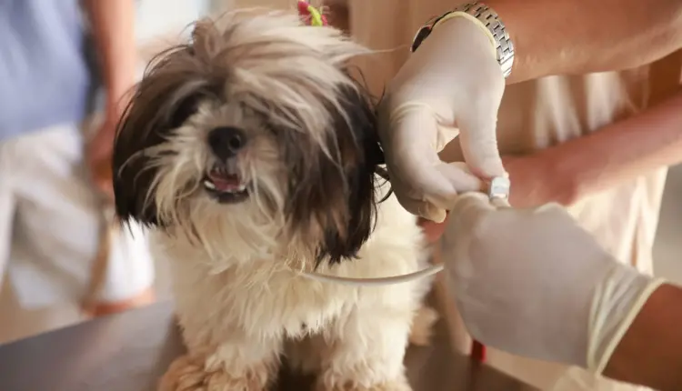 Coleiras têm efeito de proteção contra mosquito-palha de seis meses