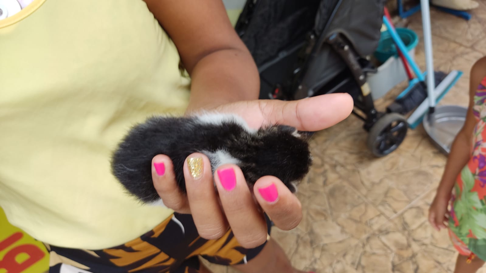 Guarda Metropolitana Ambiental de Palmas resgata felino em trabalho de parto