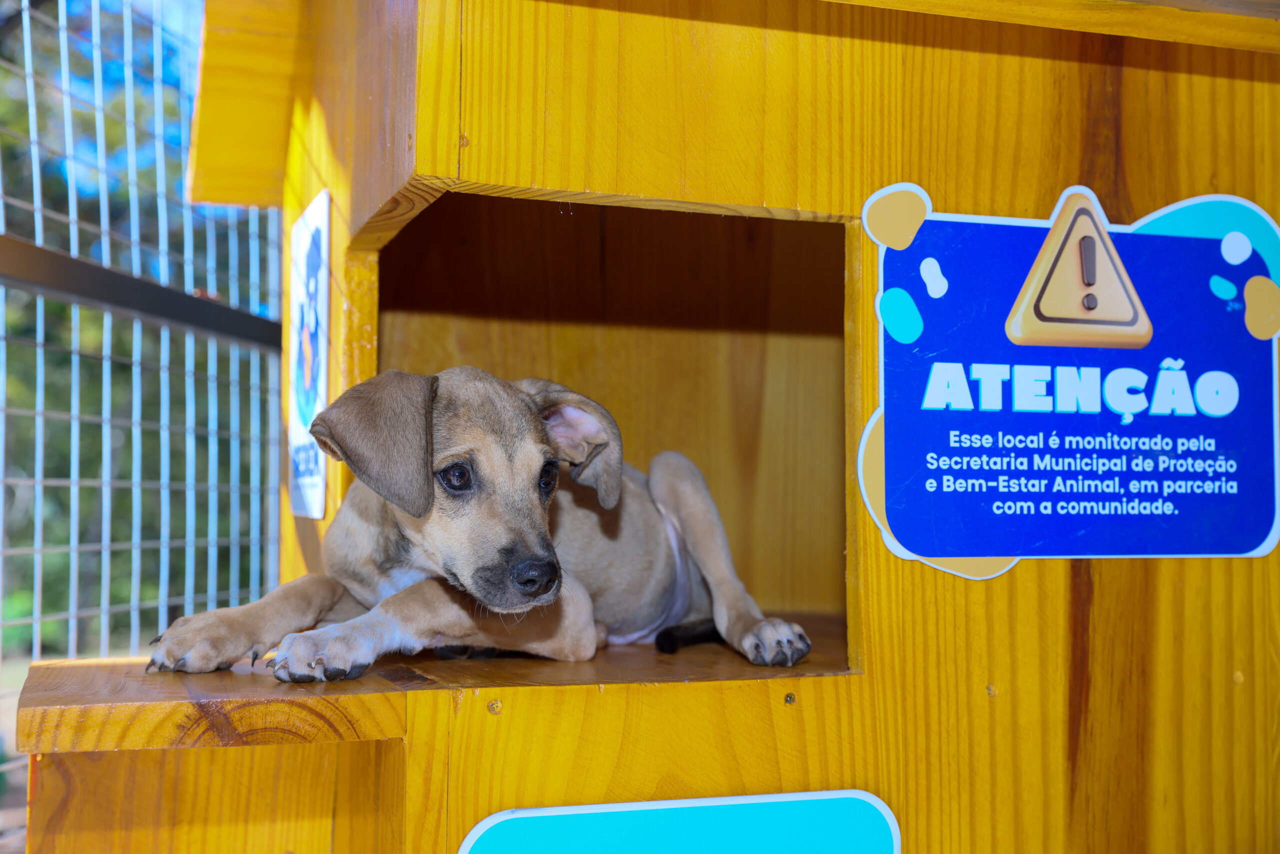 Prefeitura de Palmas realiza feirinha de adoção de filhotes no Capim Dourado Shopping