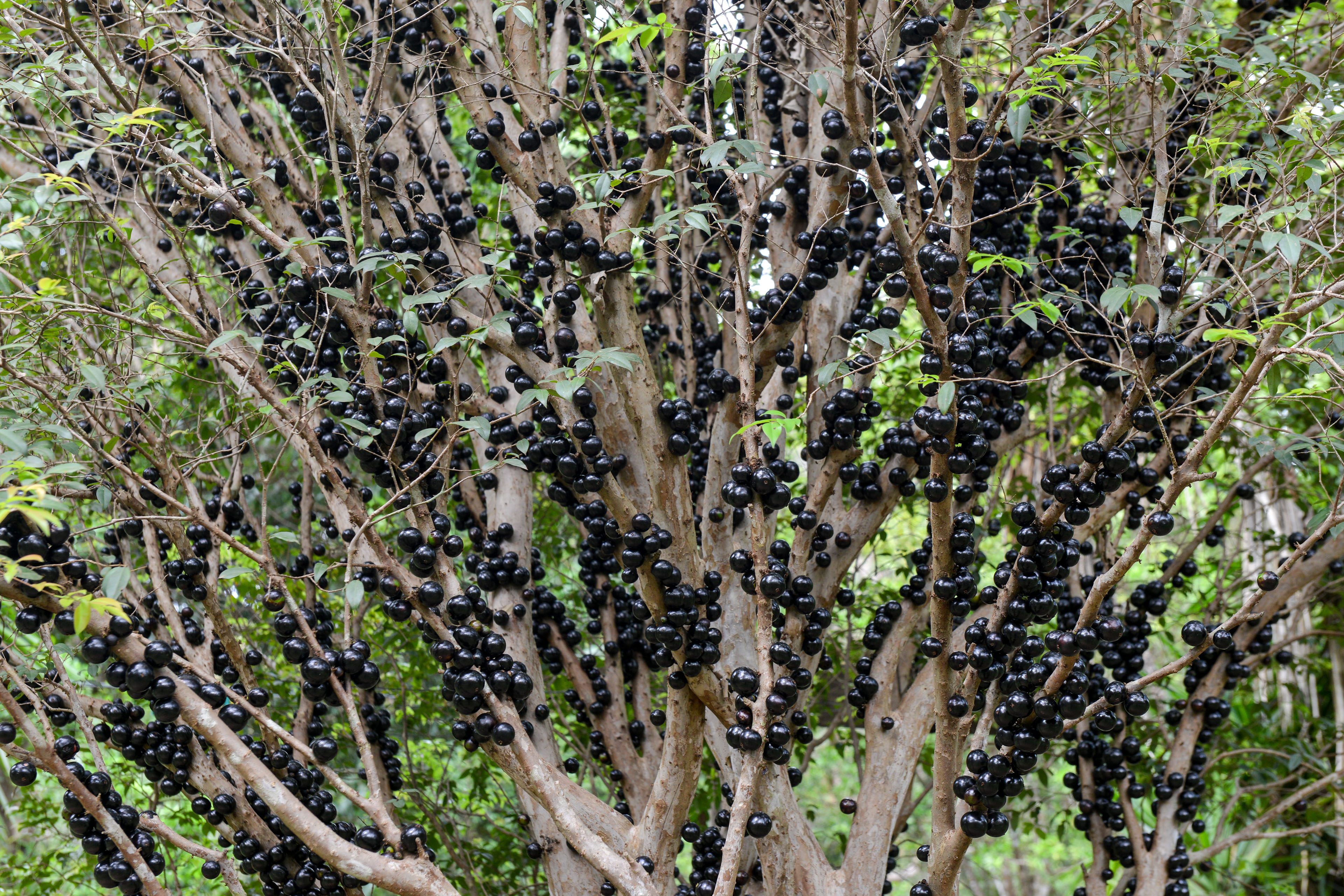 Festa da Jabuticaba promete delícias e experiências únicas de 6 a 8 de outubro