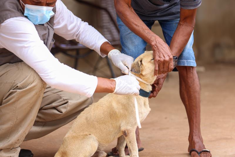 Cães do Jardim Taquari receberão encoleiramento e testagem de calazar neste sábado, 13