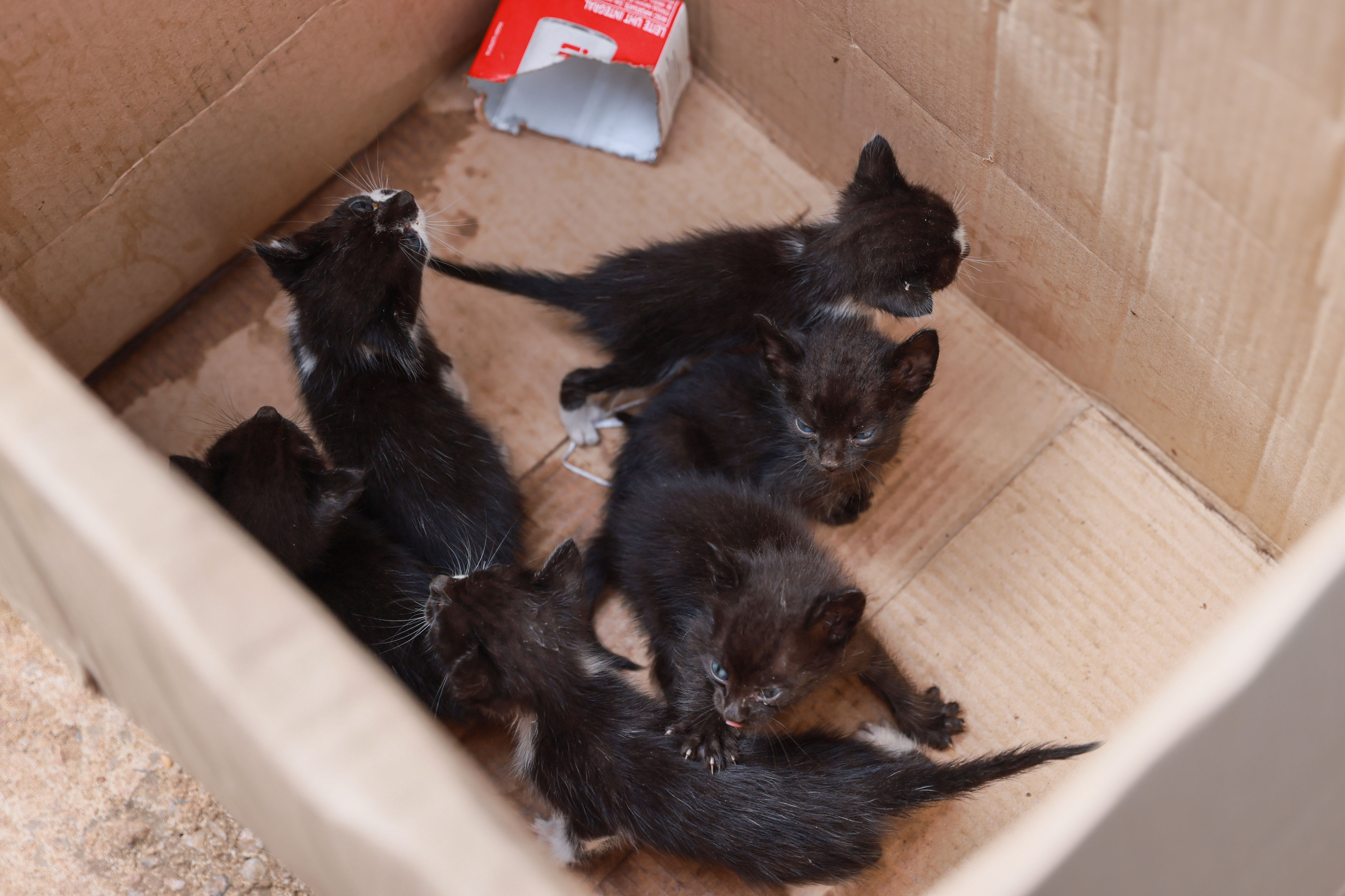 Seis filhotes de gatos domésticos foram abandonados em lote baldio no Jardim Taquari