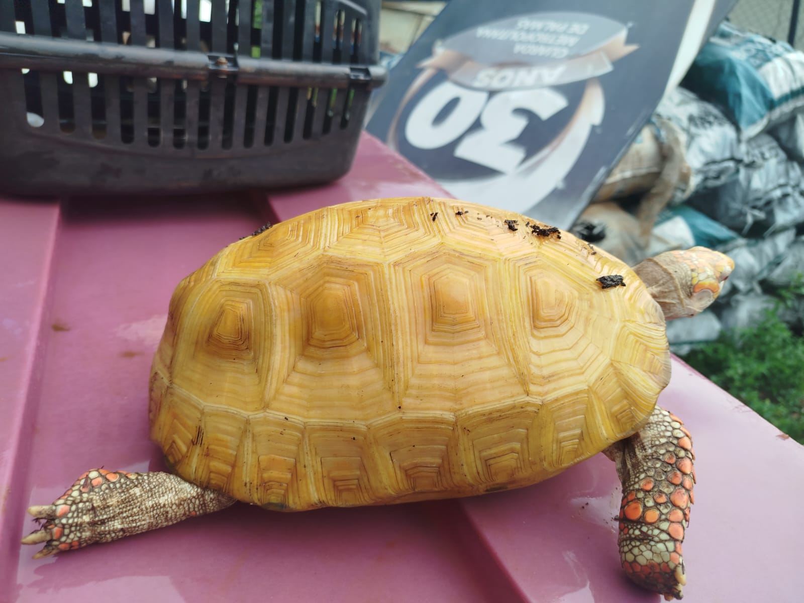 Guarda Metropolitana de Palmas encontra jabuti albino no Parque Cesamar