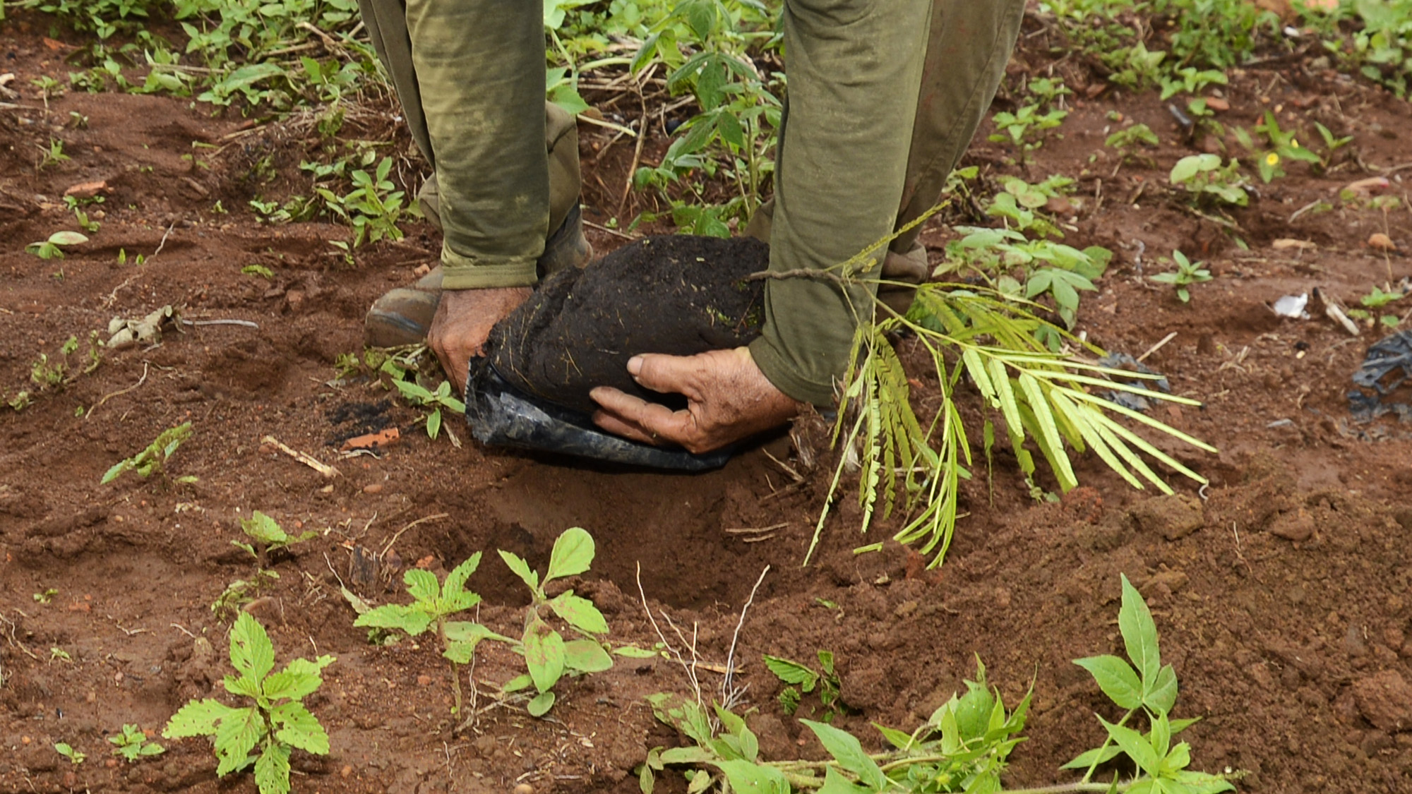 Prefeitura de Palmas realiza plantio de mudas como compensação ambiental da participação da Capital na COP 27
