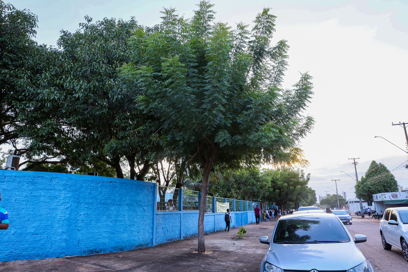 Nim Indiano é uma ameaça à diversidade local, afeta os insetos e especialmente as abelhas - Fotos: Lia Mara