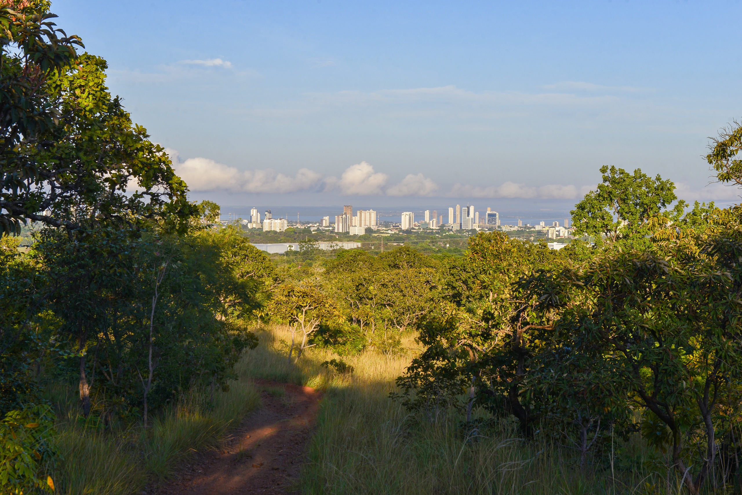 Prefeitura de Palmas alerta para a importância da preservação das florestas