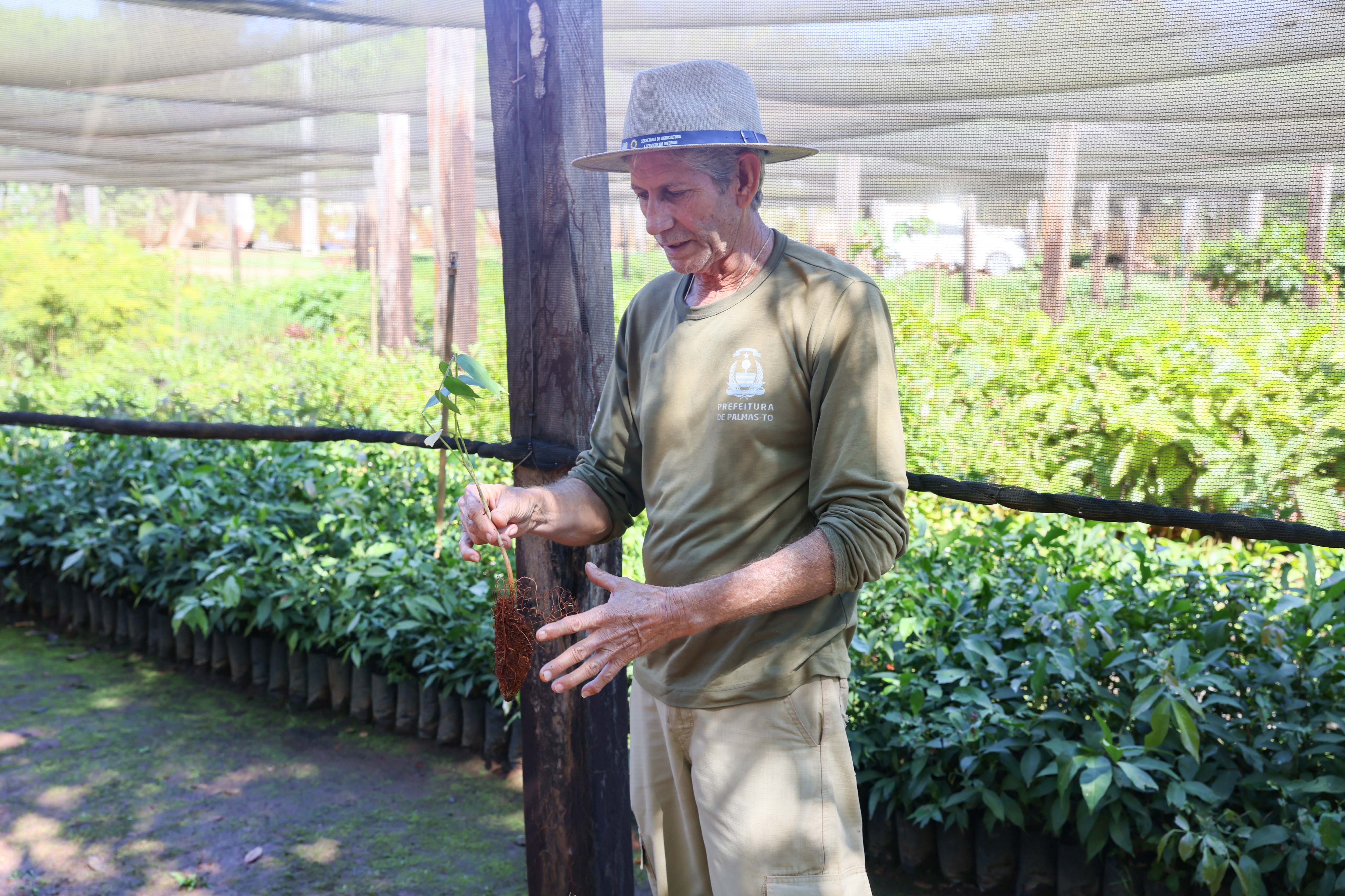Seu Pedro Viveiro explica o processo de separação e plantio das mudas
