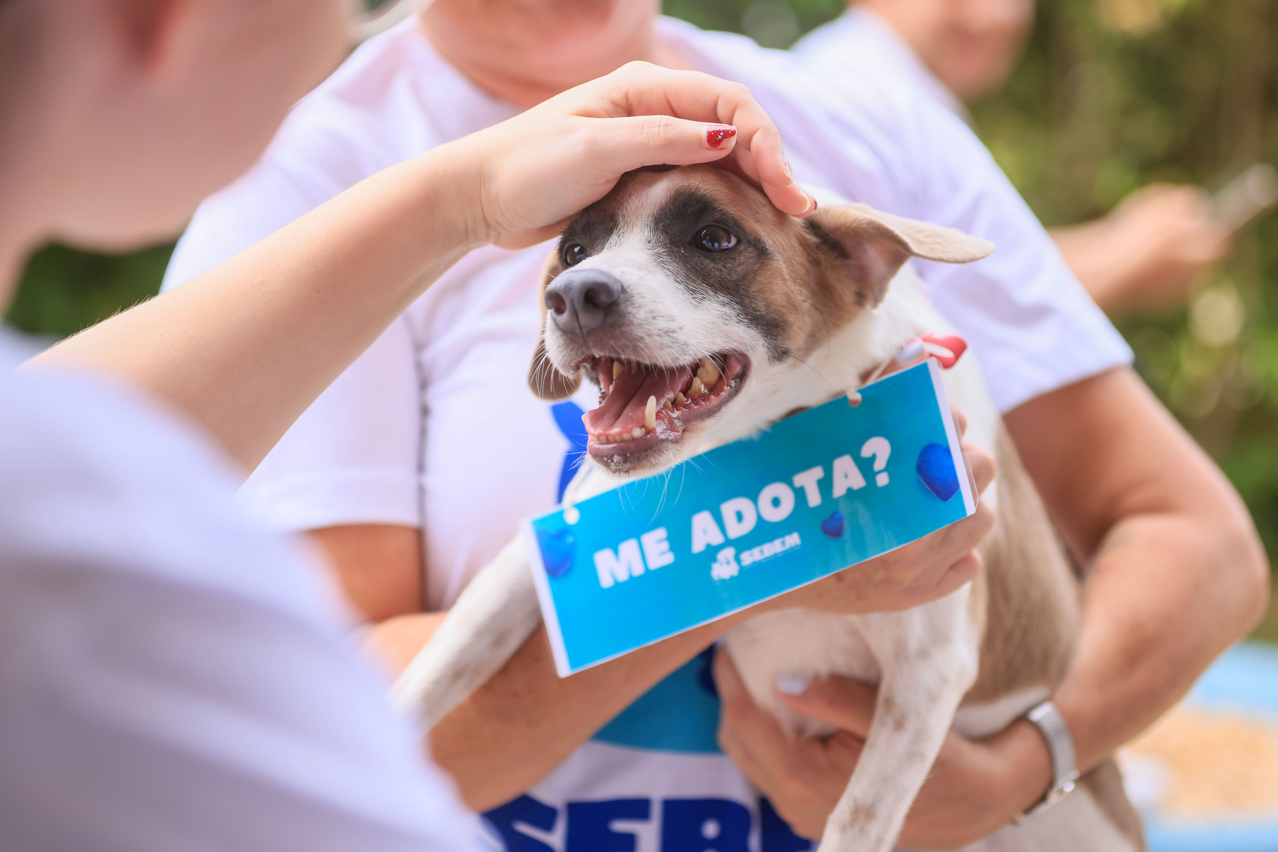 Prefeitura de Palmas leva animais disponíveis para adoção responsável ao Bailinho do Capim neste domingo, 15