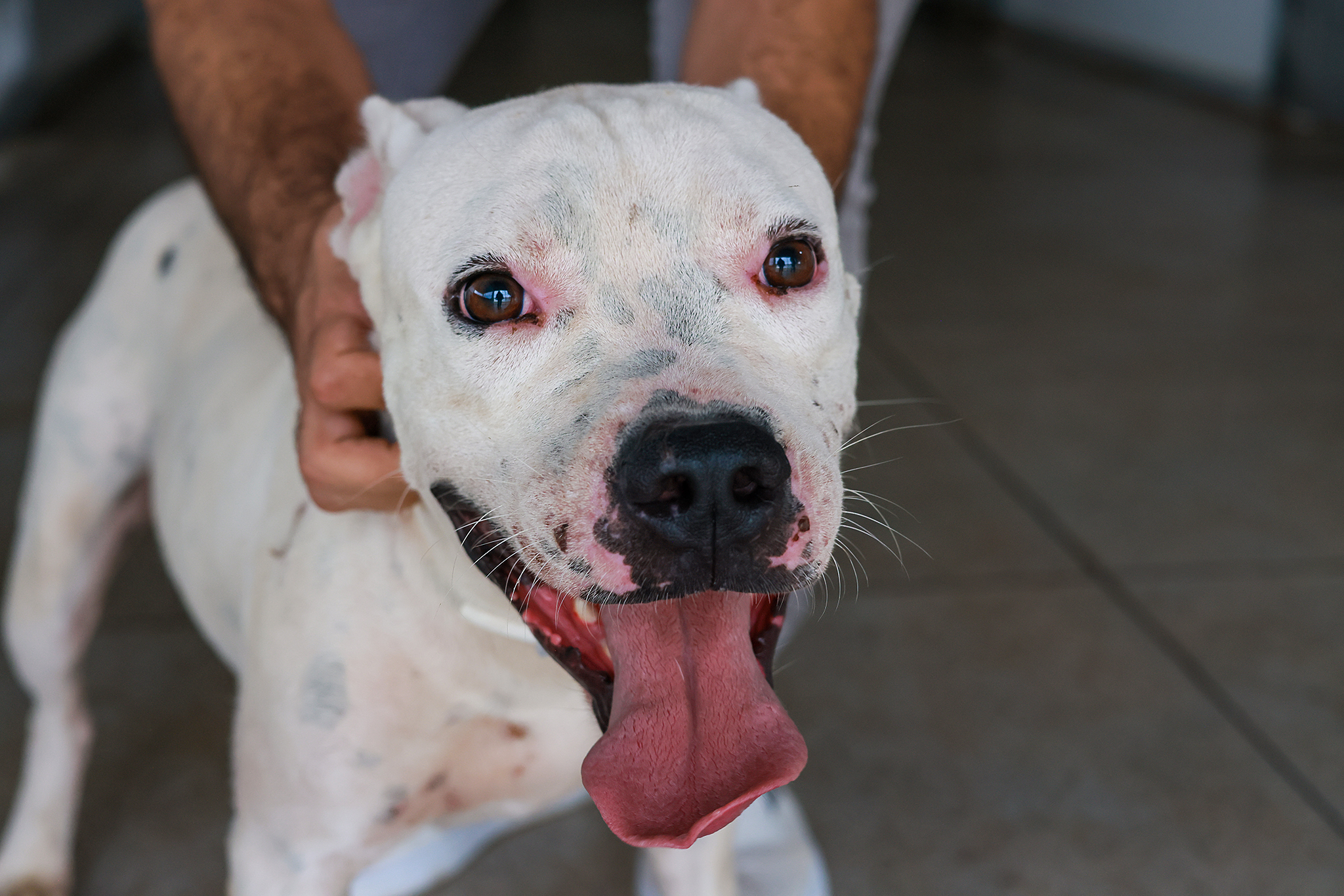 Interessados podem conhecer os cães e obter mais informações entrando em contato pelo Instagram @sebempalmas