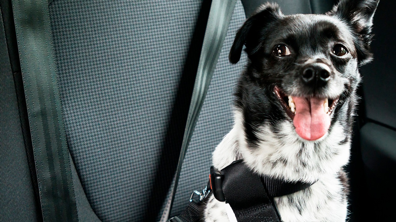 Sesmu alerta para os cuidados necessários ao transportar pets em veículo
