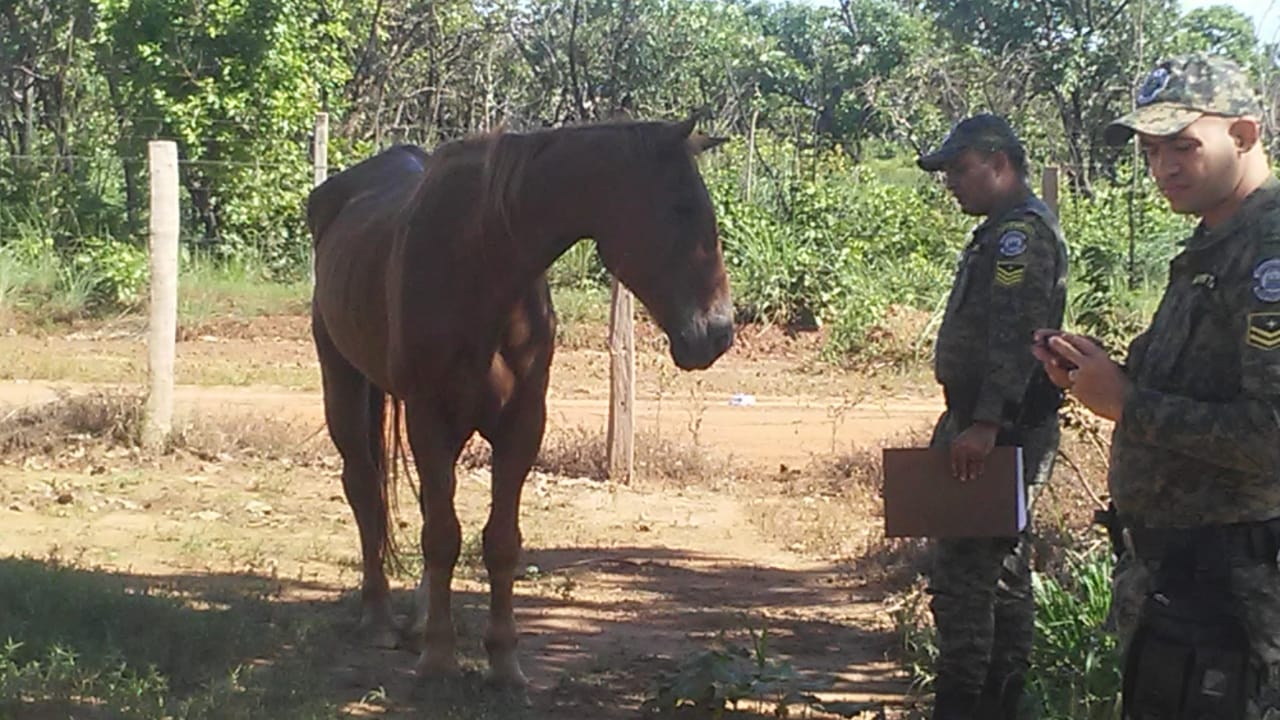GMP auxilia no resgate de animal vítima de maus tratos localizado próximo à Praia dos Buritis