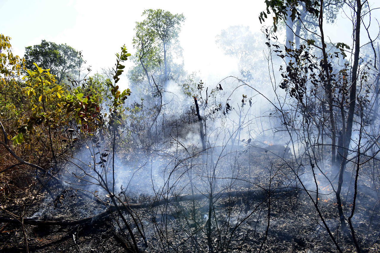PrevIncêndio de Palmas elenca cuidados para diminuir as queimadas