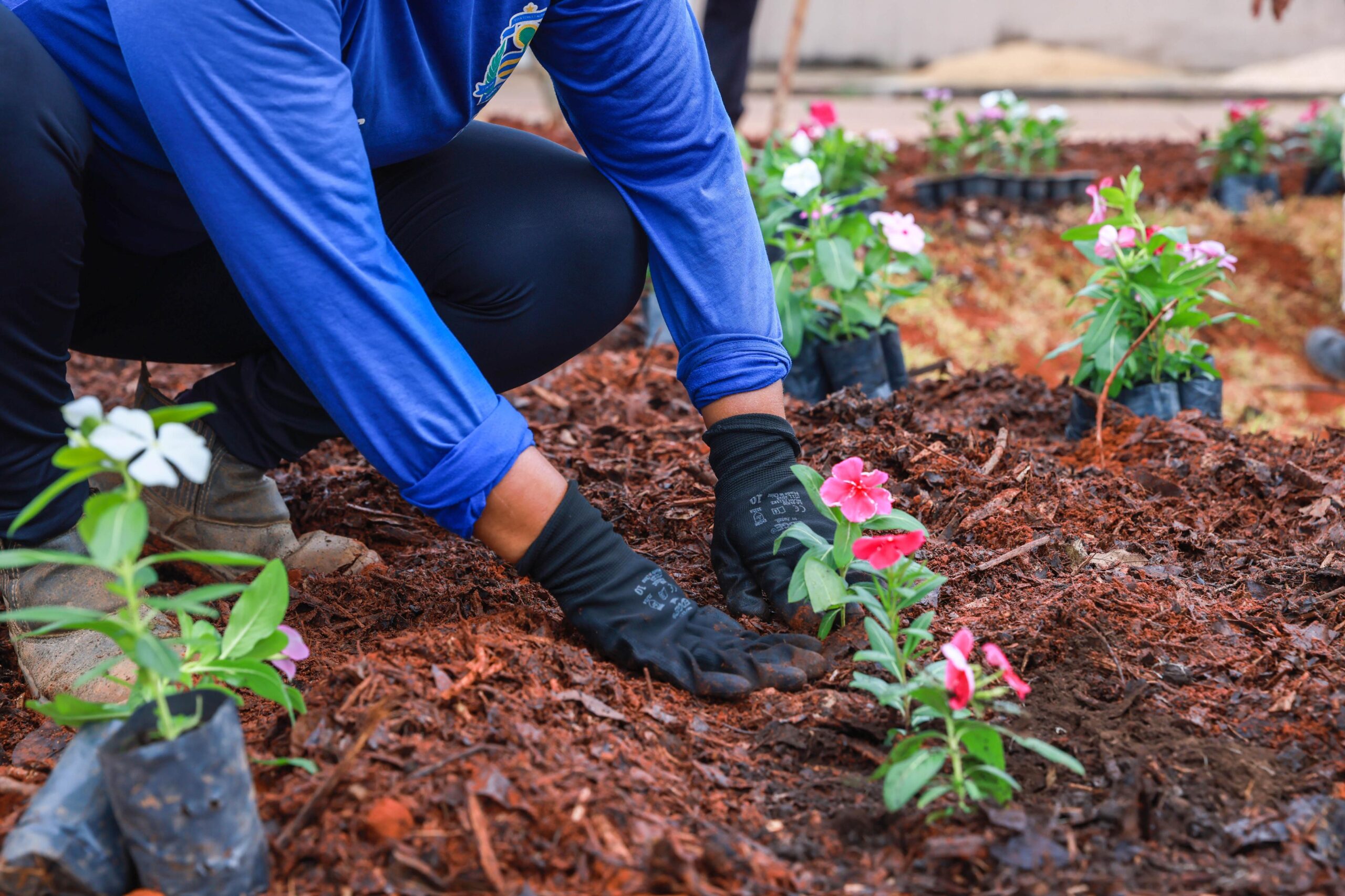 Prefeitura planta 7,6 mil mudas de flores em áreas públicas de Palmas no mês de abril