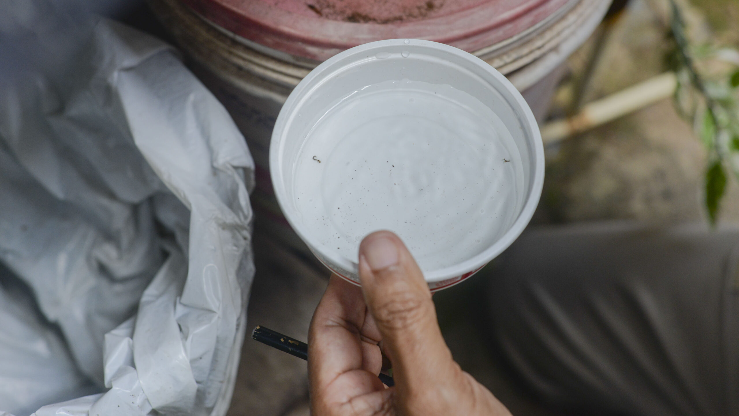 Conhecer hábitos do mosquito Aedes pode contribuir com destruição de criadouros nas residências