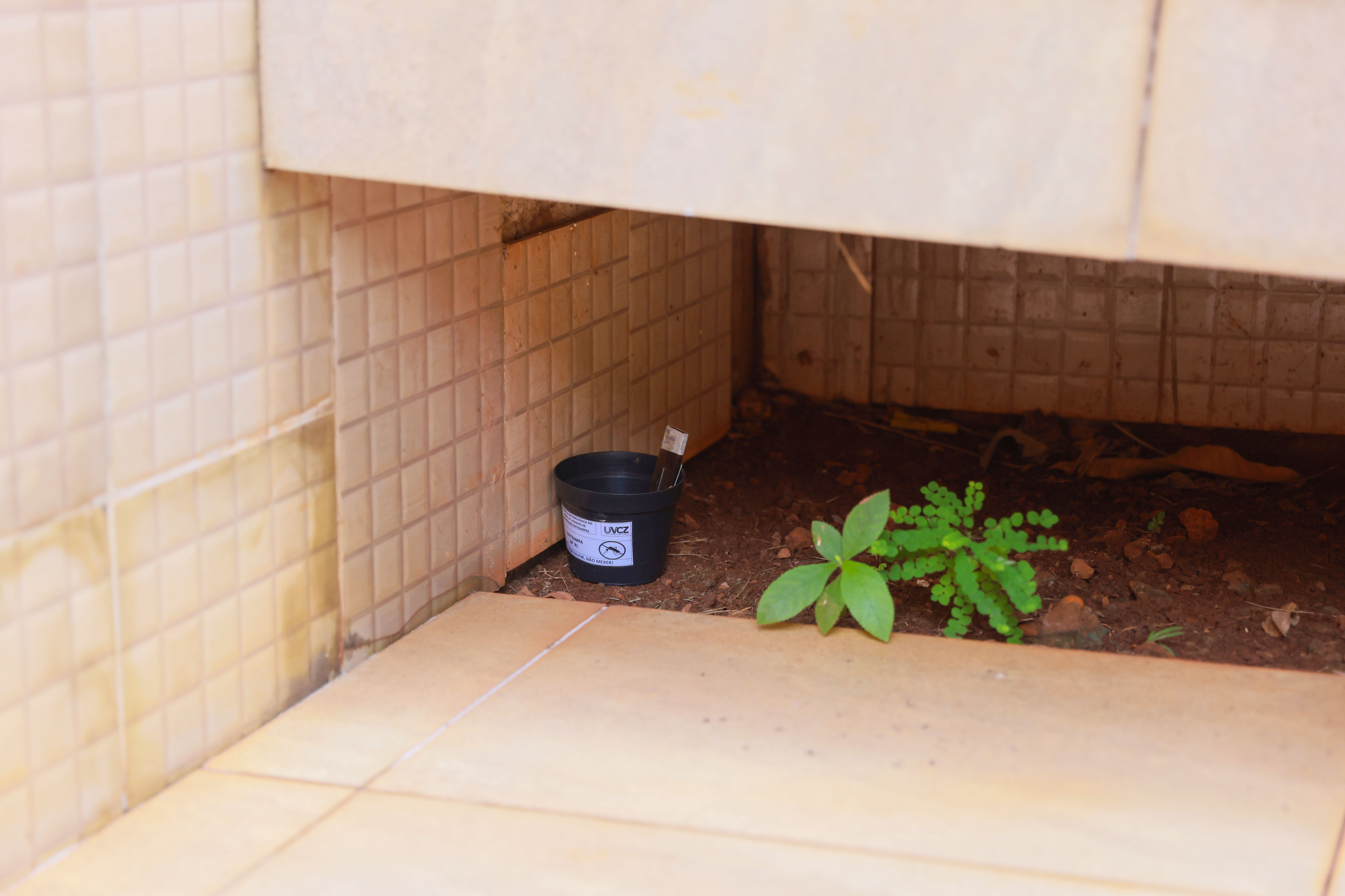 Armadilhas são instaladas em espaços cobertos e servem para atrair mosquito