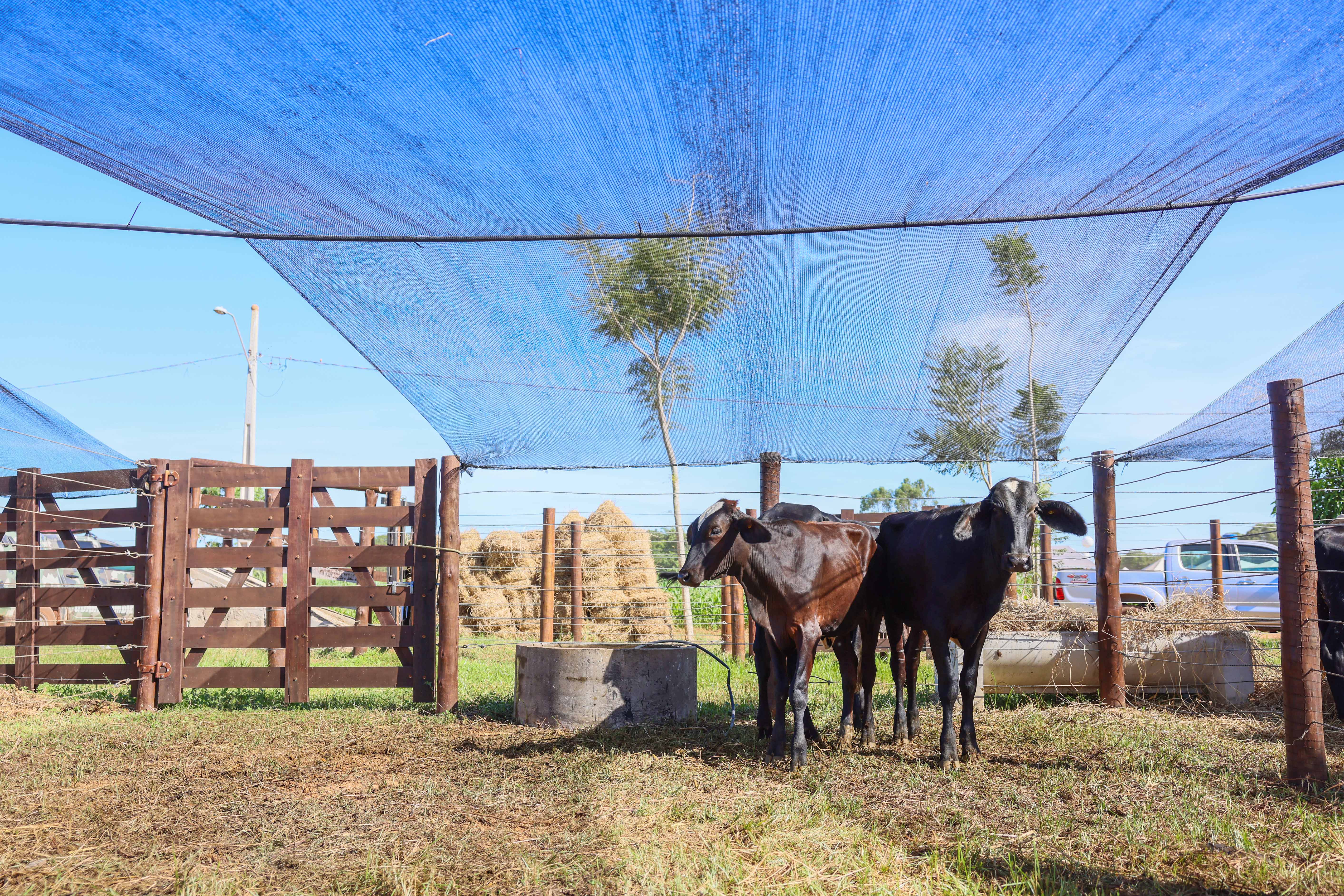 Data: 13/05/2025
Local: Fazendinha, Agrotins, Palmas - TO
Foto: Júnior Suzuki