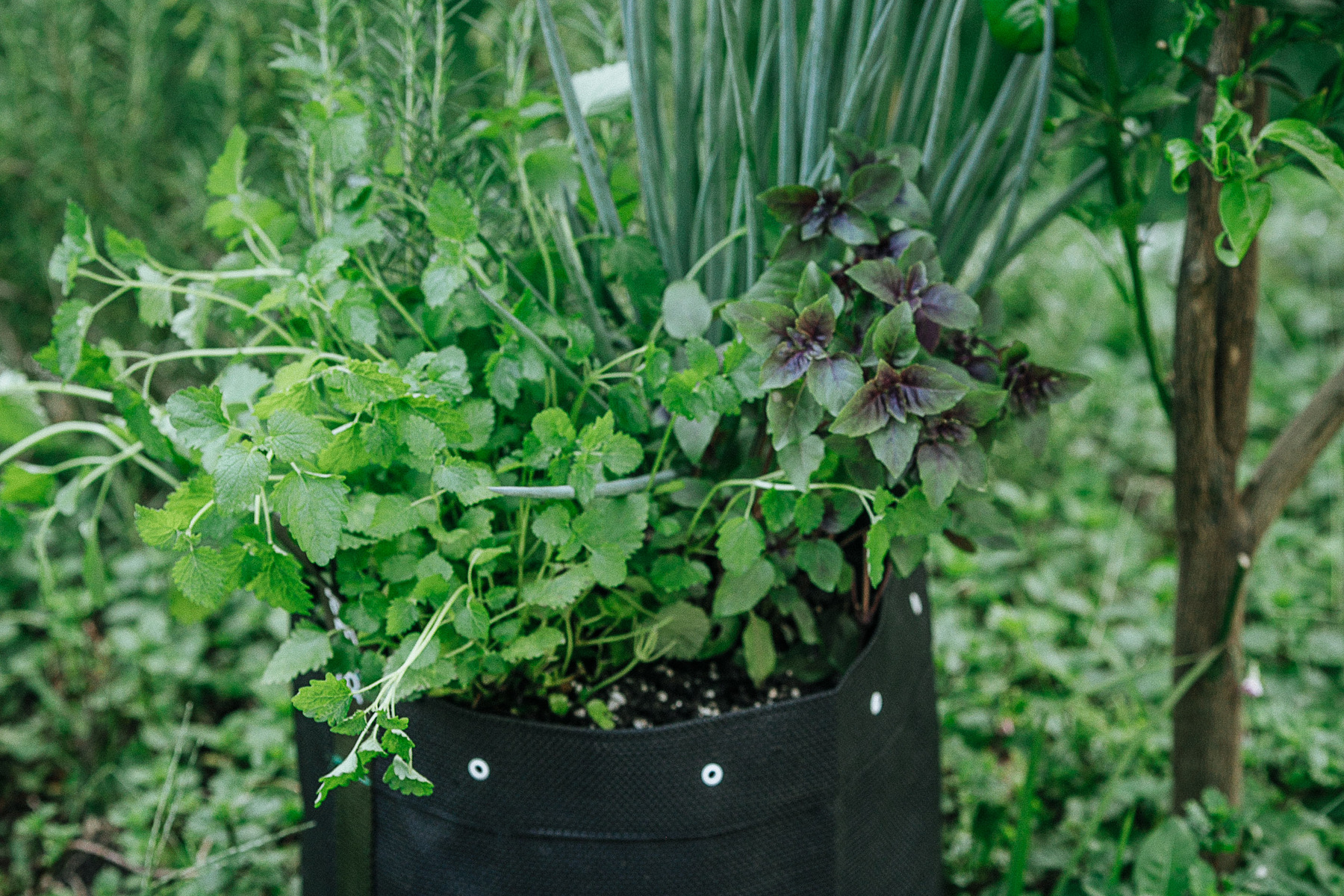 Alunos da ETI Fidêncio Bogo participam de palestra sobre plantas alimentícias não convencionais
