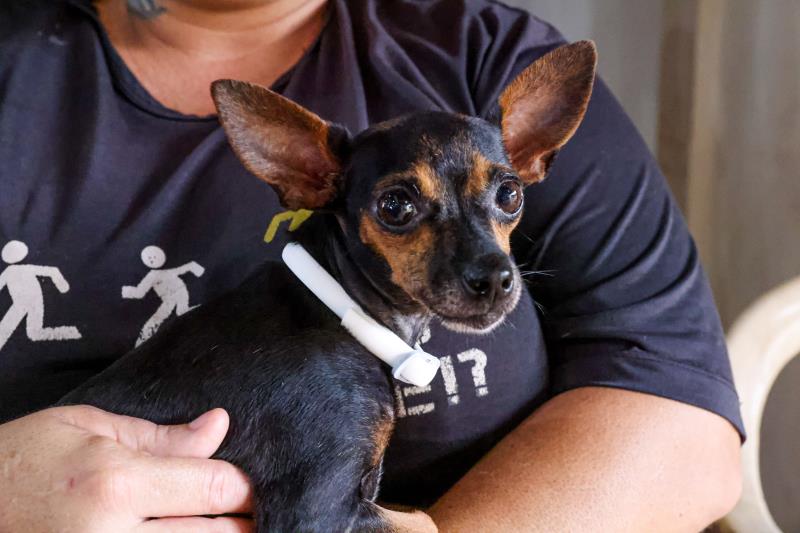 Semus leva ação de encoleiramento e testagem para leishmaniose para região Norte de Palmas