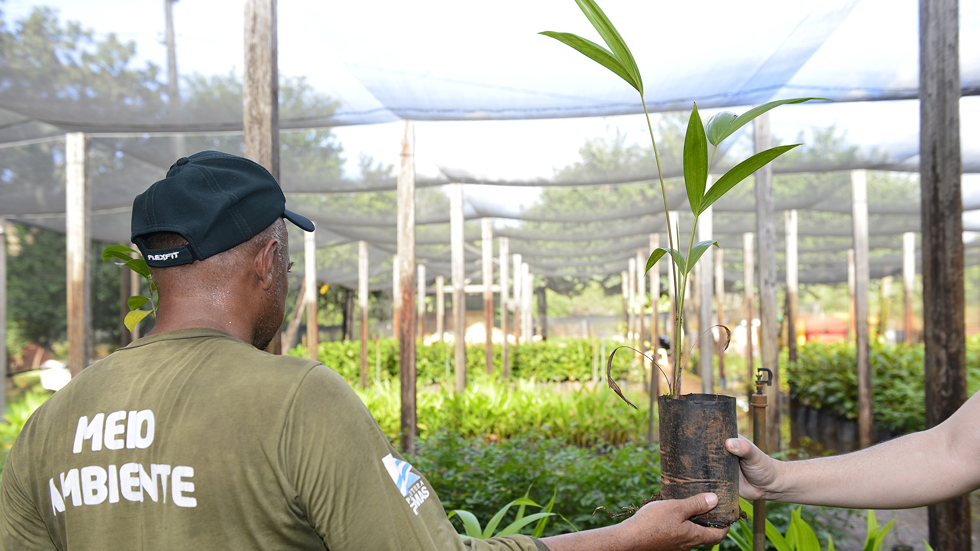 FMA já doou mais de cinco mil mudas de árvores nativas do cerrado em 2021