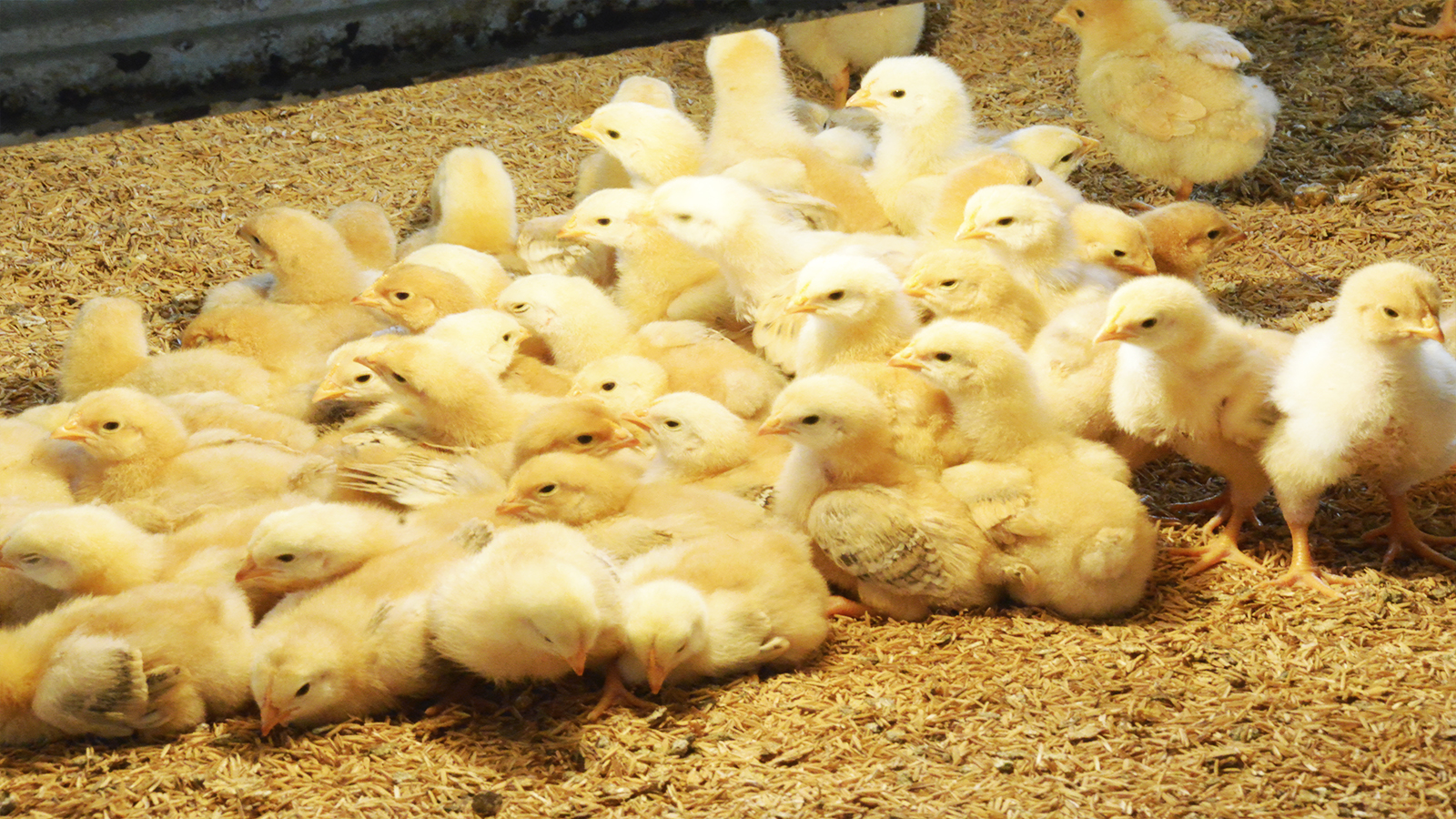 Aves de Unidade Demonstrativa passam por acompanhamento nutricional e crescimento segue o esperado
