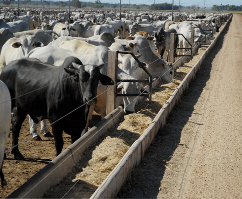 Agosto Verde integra o 3º Encontro de Confinamento de Bovinos nesta sexta, 14