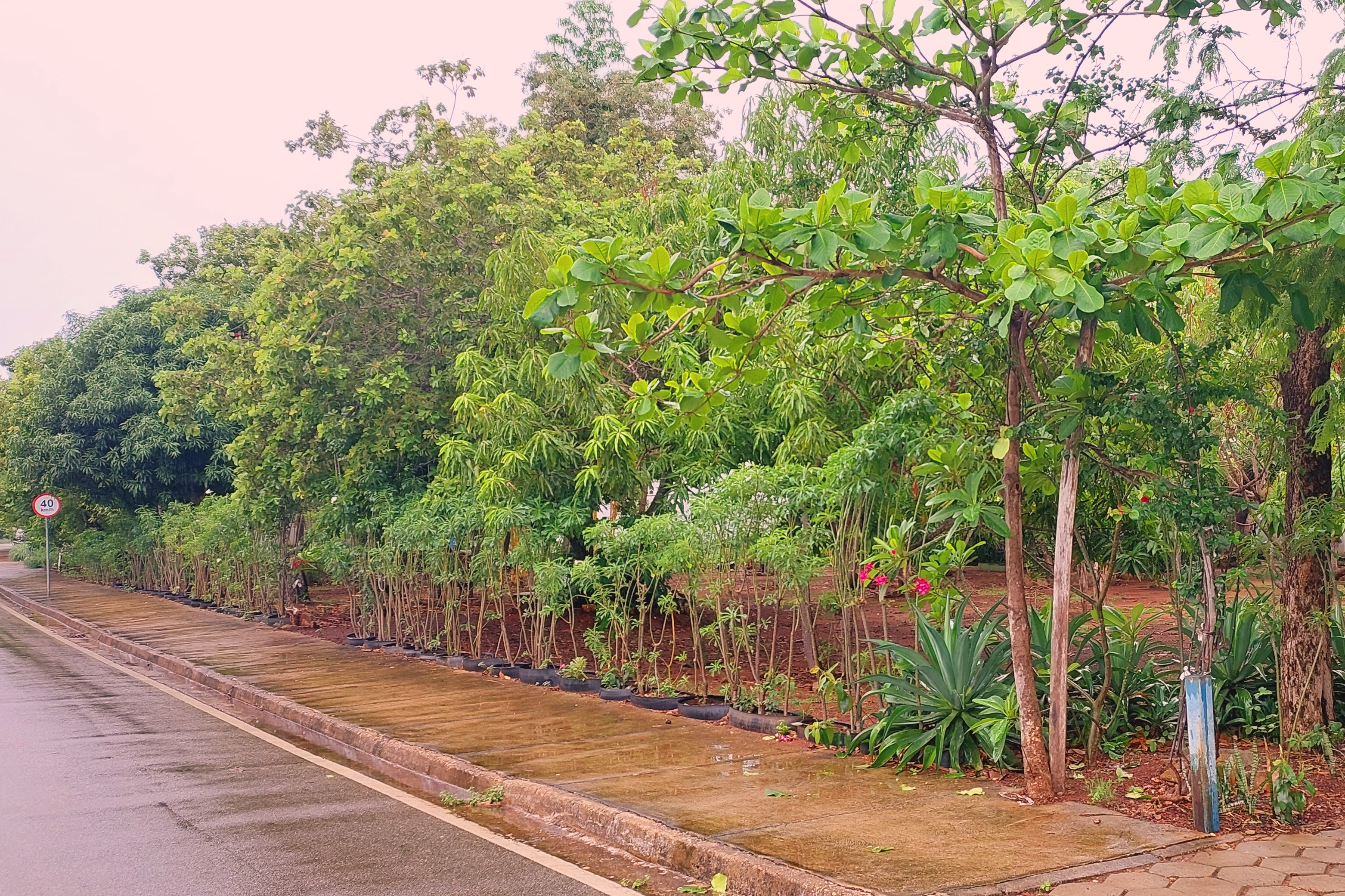 Canteiro criado com mudas doadas pela Prefeitura de Palmas para preservação de área verde