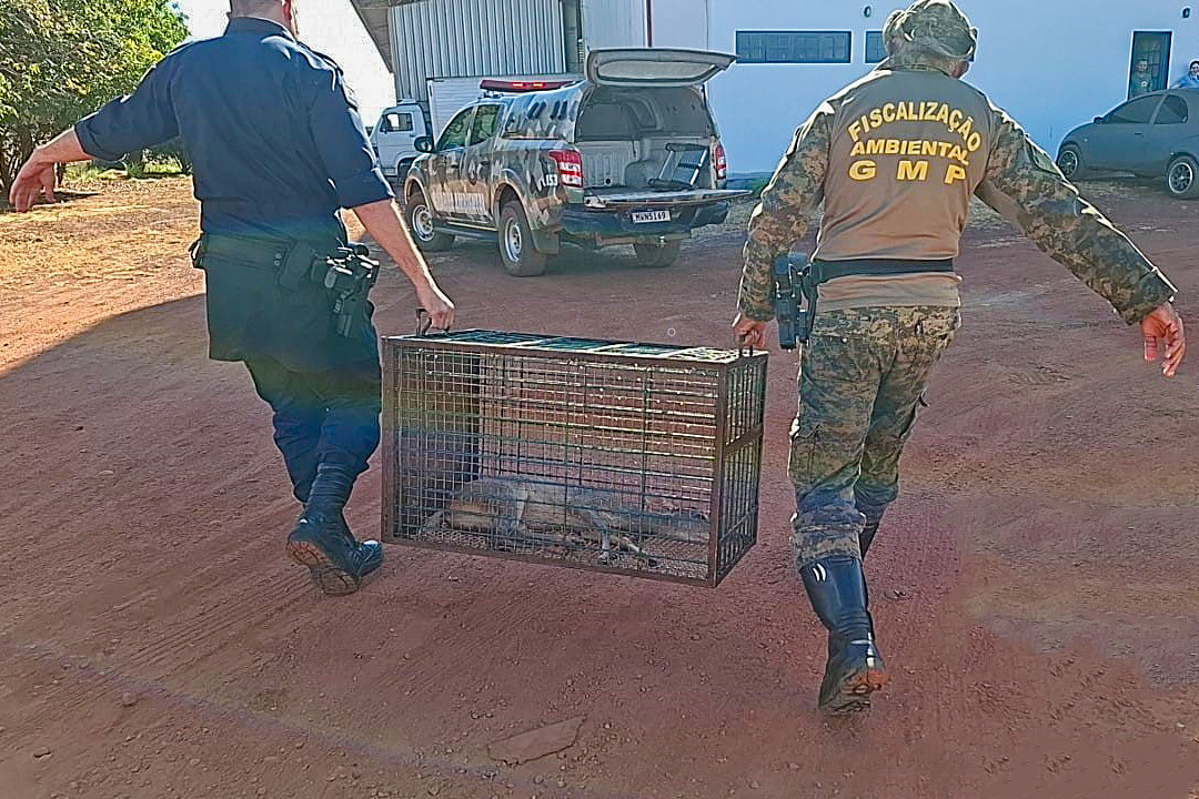 Fiscais ambientais da Guarda Metropolitana de Palmas recolhendo filho de veado ferido