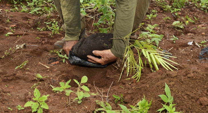 Fundação de Meio Ambiente realiza plantio de mudas após quedas de árvores provocadas por fortes chuvas