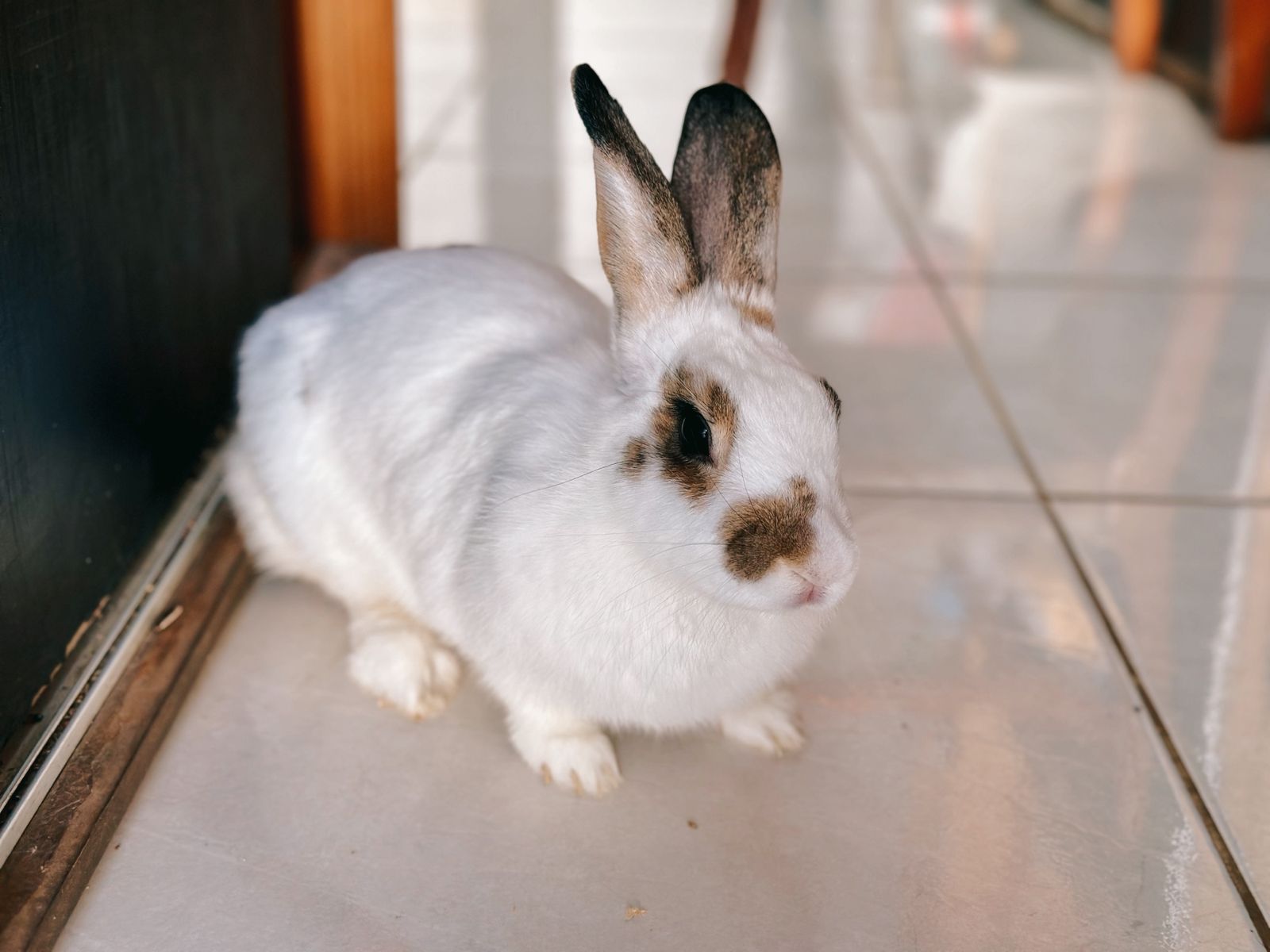 Prefeitura de Palmas destaca aprovação de projeto que proíbe testes cosméticos em animais