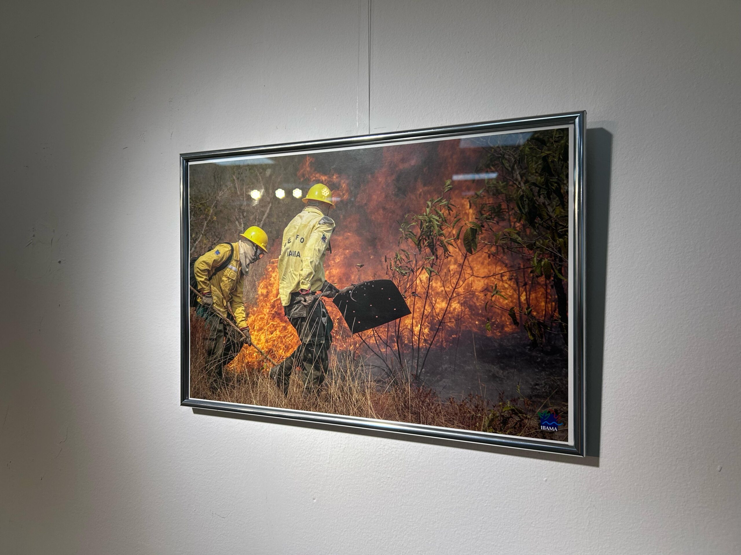 Exposição na Galeria Municipal de Artes retrata 36 anos de atuação do Ibama